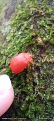 Coleoptera