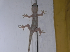 Hemidactylus mabouia