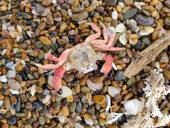 Danielethus crenulatus