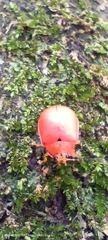 Coleoptera