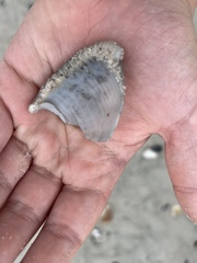 Semicassis granulata