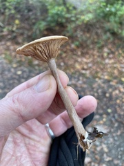 Pseudoclitocybe cyathiformis