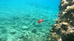 Pseudanthias squamipinnis