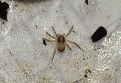Philodromus rufus