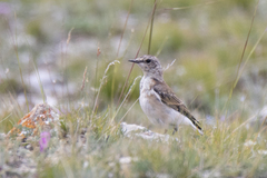 Oenanthe isabellina