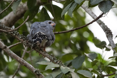 Kaupifalco monogrammicus