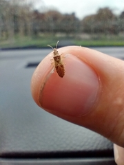 Belonochilus numenius