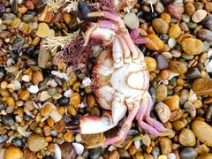 Danielethus crenulatus