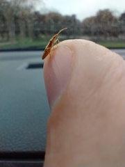 Belonochilus numenius