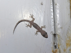 Hemidactylus mabouia