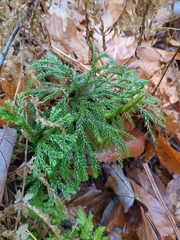 Dendrolycopodium