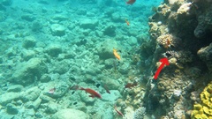 Pycnochromis dimidiatus