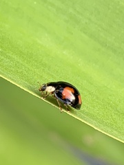 Harmonia axyridis