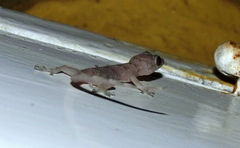 Hemidactylus mabouia