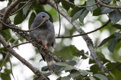 Kaupifalco monogrammicus