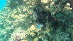 Amblyglyphidodon indicus