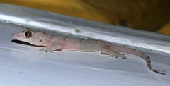 Hemidactylus mabouia