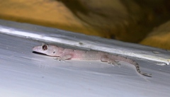 Hemidactylus mabouia