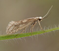 Deuterotinea casanella