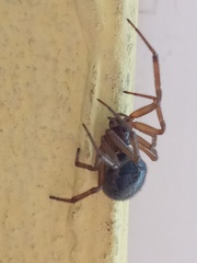 Steatoda