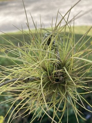 Tillandsia setacea