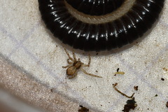 Philodromus rufus