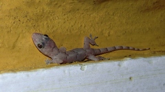 Hemidactylus mabouia