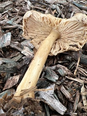 Agrocybe putaminum