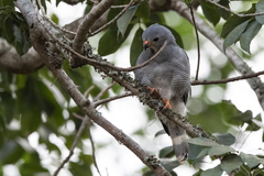 Kaupifalco monogrammicus