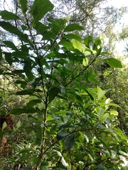 Melicytus macrophyllus