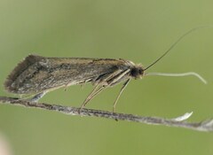 Deuterotinea casanella