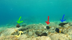 Ctenochaetus striatus