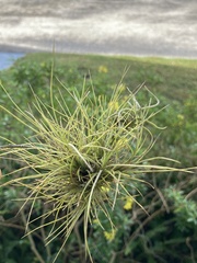 Tillandsia setacea