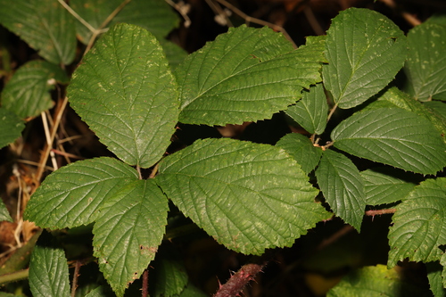 Image of Rubus hylocharis by no rights reserved