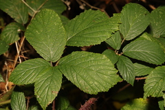 Rubus tuberculatus