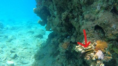 Paracirrhites forsteri