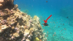 Dascyllus trimaculatus