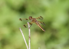 Libellula semifasciata
