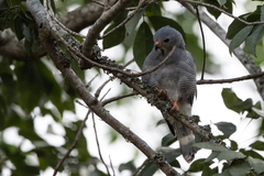 Kaupifalco monogrammicus