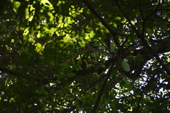 Ramphastos sulfuratus
