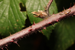 Rubus tuberculatus