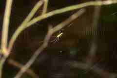 Tetragnathidae