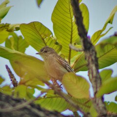 Camptostoma obsoletum