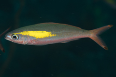 Pterocaesio randalli