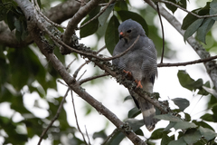 Kaupifalco monogrammicus