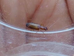 Paradromius linearis