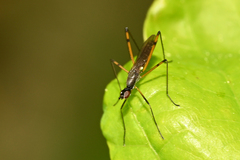 Micropeza corrigiolata