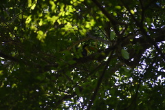 Ramphastos sulfuratus