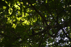Ramphastos sulfuratus