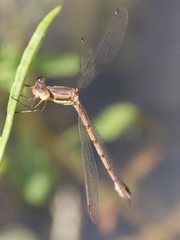 Lestes australis